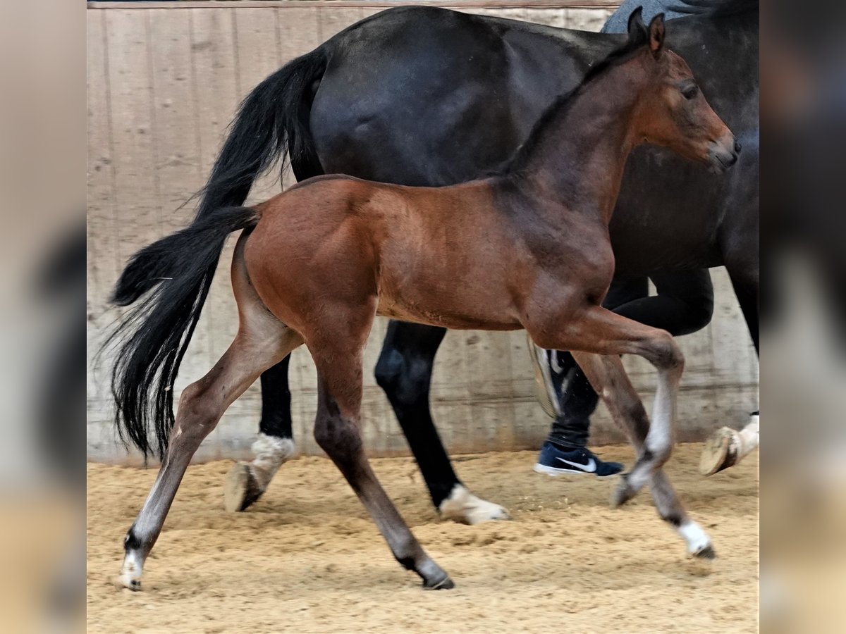 Oldenburg Stallion 1 year 16,2 hh Bay-Dark in Rehau