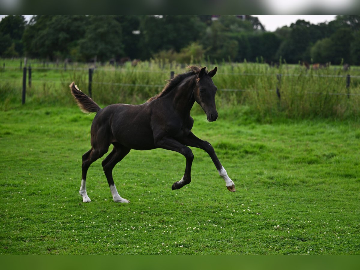 Oldenburg Stallion 1 year 16,2 hh Bay-Dark in Hamburg Osdorf