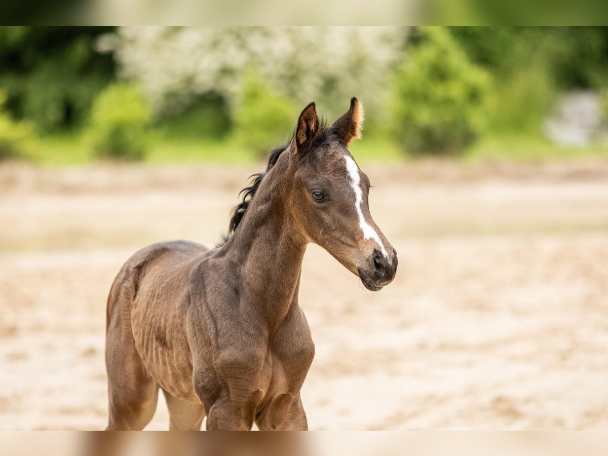 Oldenburg Stallion 1 year 16,2 hh Bay-Dark in Rosdorf