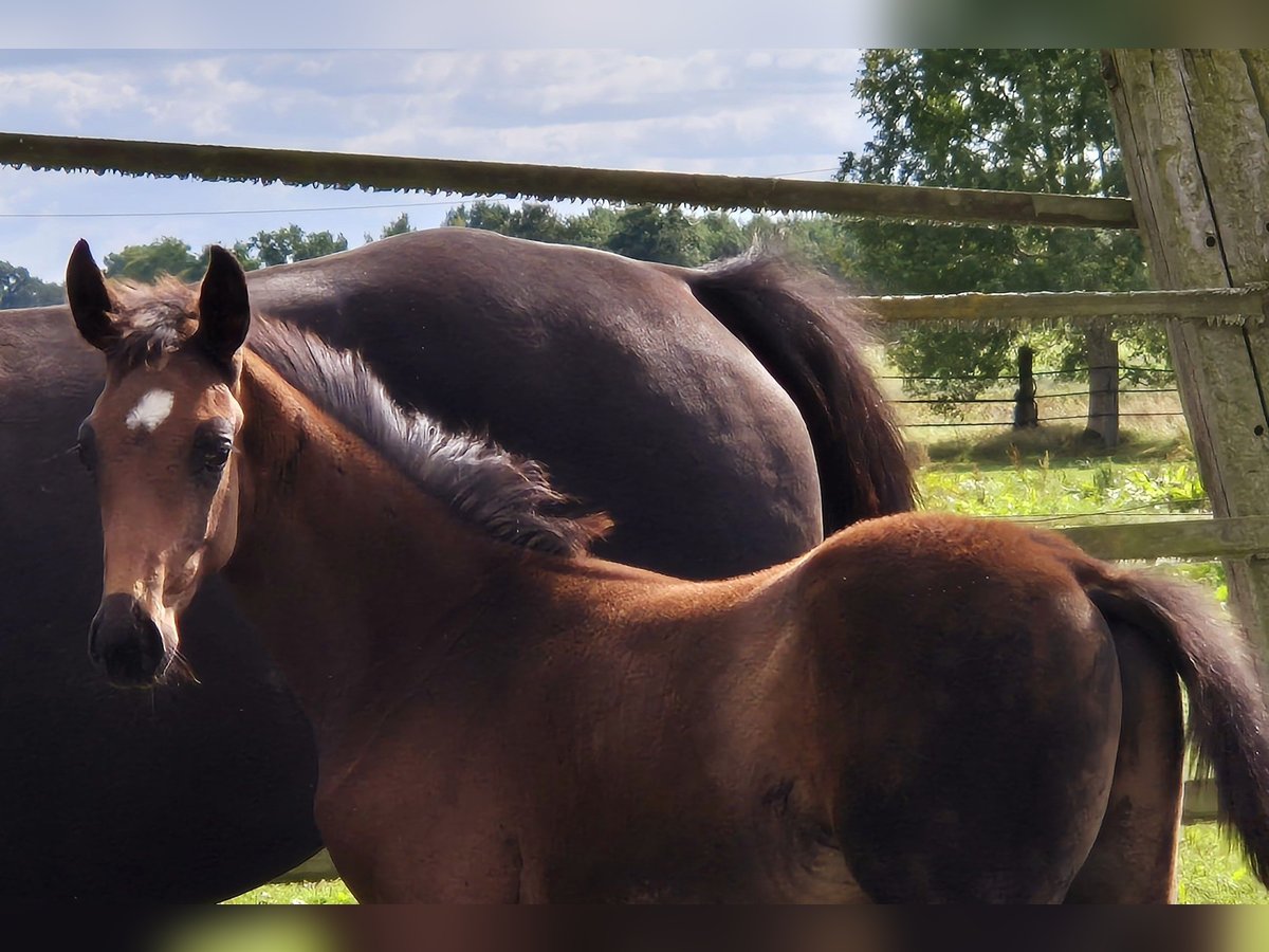 Oldenburg Stallion 1 year 16,2 hh Bay-Dark in Ehrenburg