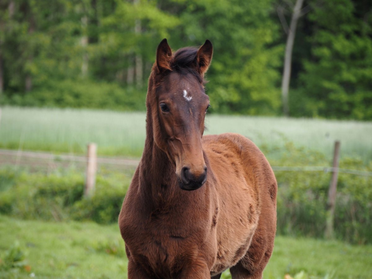 Oldenburg Stallion 1 year 16,2 hh Bay-Dark in Bramsche