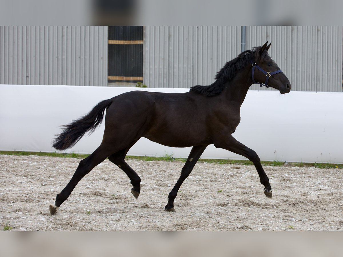 Oldenburg Stallion 1 year 16,2 hh Black in Belgern