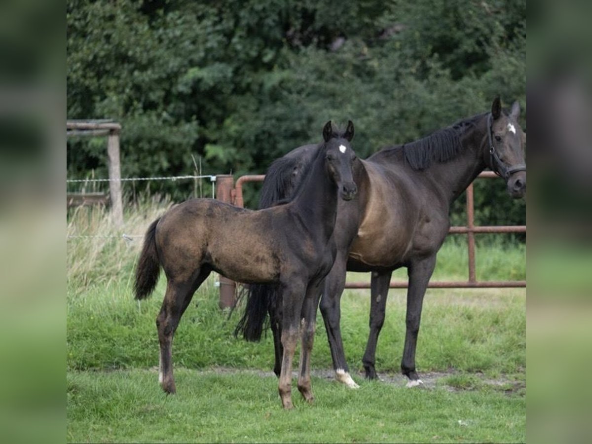 Oldenburg Stallion 1 year 16,2 hh Black in Hamburg Osdorf