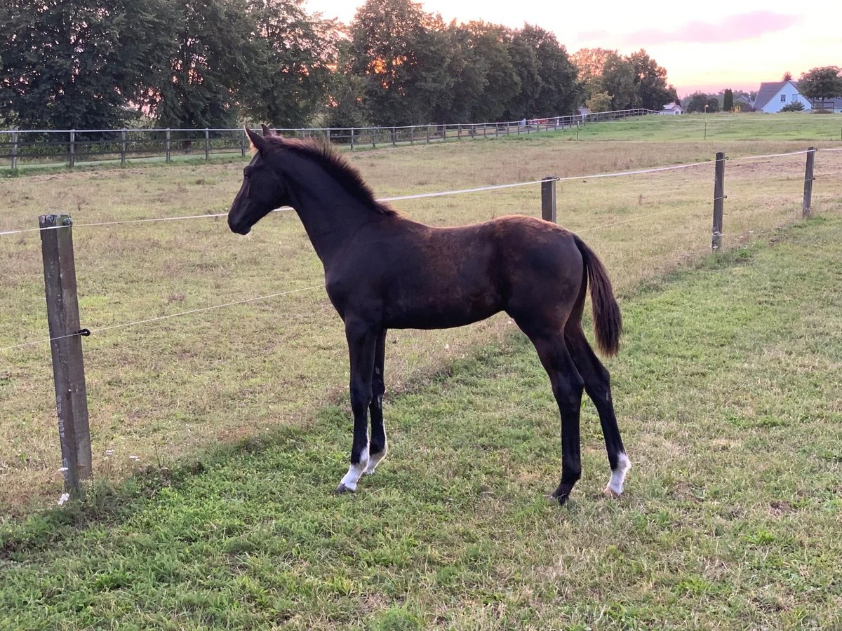 Oldenburg Stallion 1 year 16,2 hh Black in Wittendörp