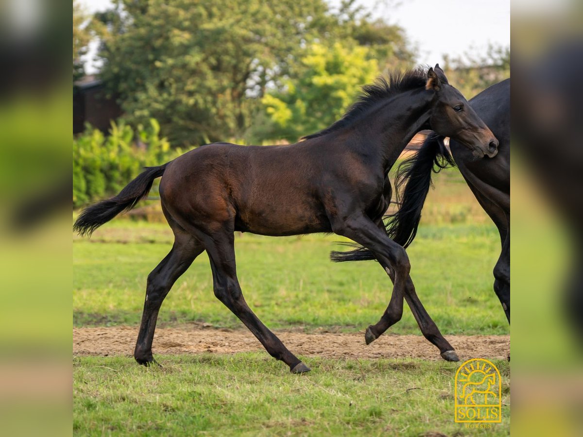 Oldenburg Stallion 1 year 16,2 hh Brown in Brecht