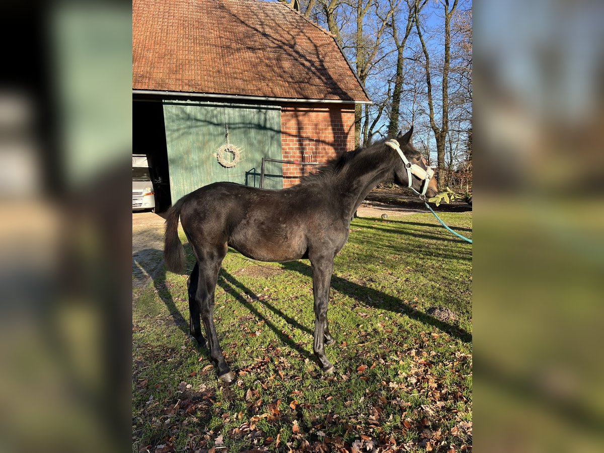 Oldenburg Stallion 1 year 16,2 hh Brown in Bassum