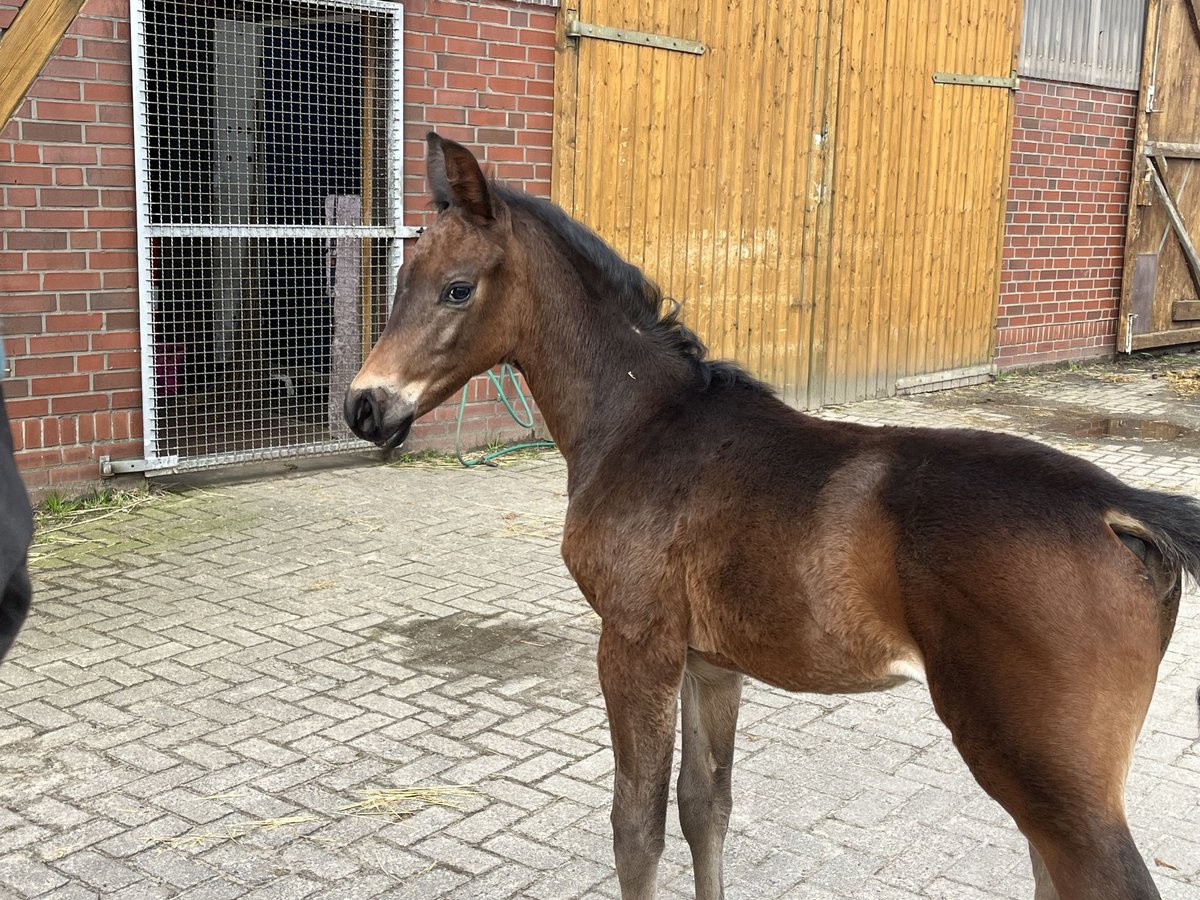 Oldenburg Stallion 1 year 16,2 hh Brown in Cloppenburg