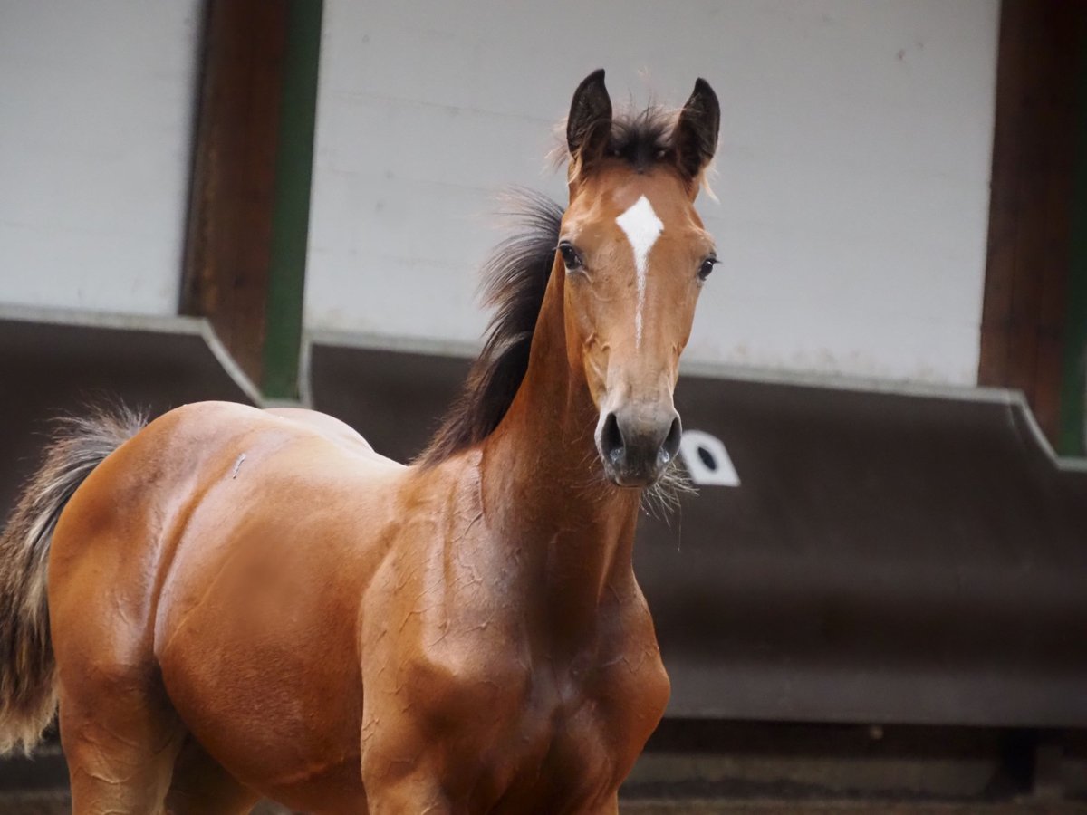 Oldenburg Stallion 1 year 16,2 hh Brown in Bramsche