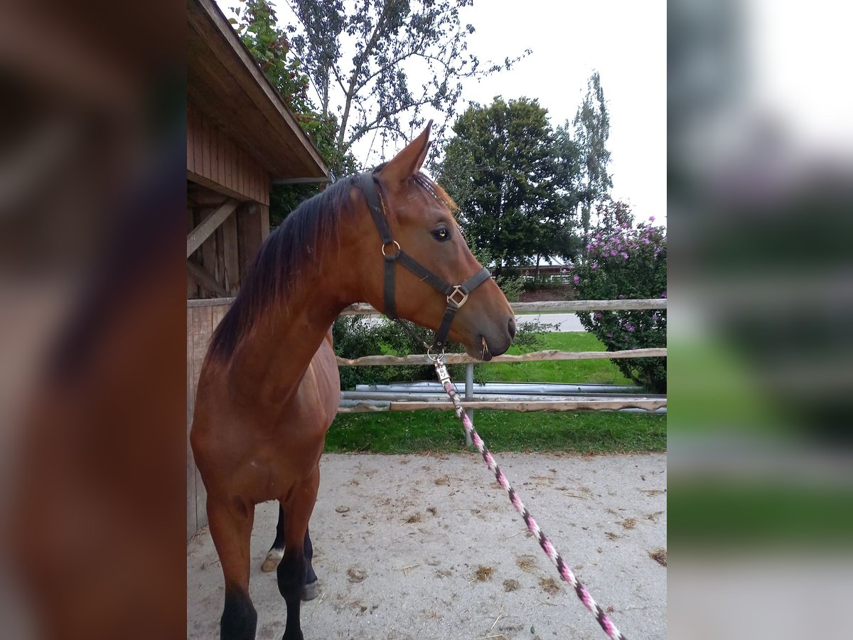 Oldenburg Stallion 1 year 16,2 hh Brown in Königsmoos