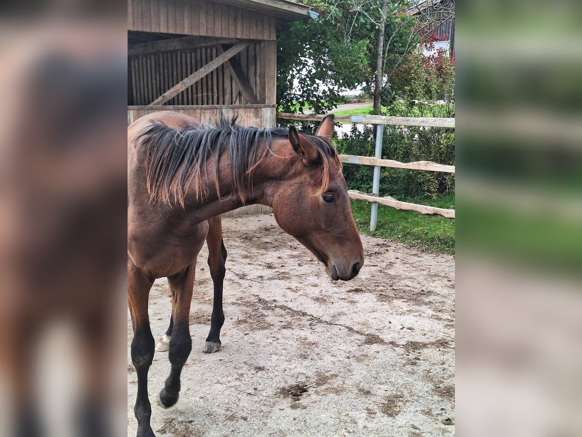 Oldenburg Stallion 1 year 16,2 hh Brown in Königsmoos