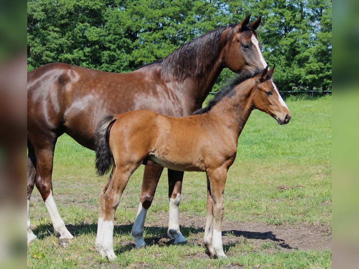 Oldenburg Stallion 1 year 16,2 hh Brown in Löningen