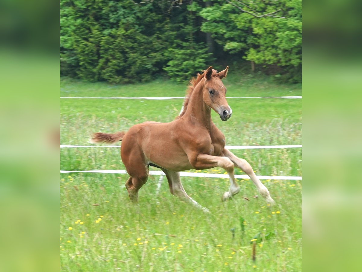 Oldenburg Stallion 1 year 16,2 hh Chestnut-Red in Rehau