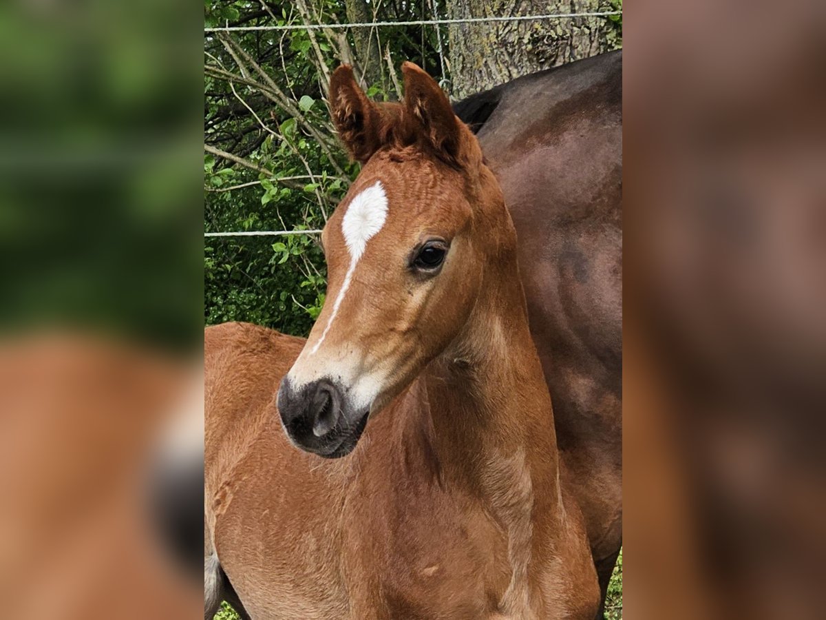 Oldenburg Stallion 1 year 16,3 hh Chestnut in Walchum