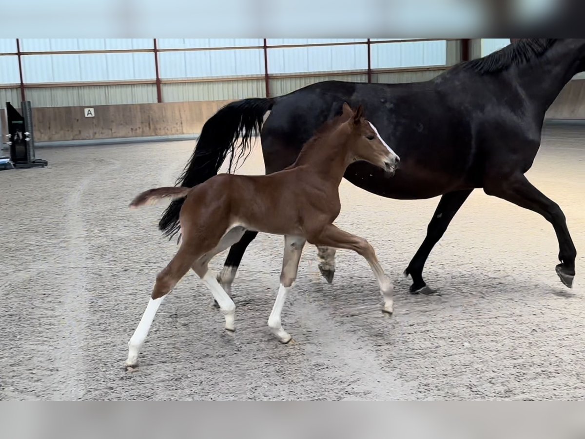 Oldenburg Stallion 1 year 16,3 hh Chestnut-Red in Berg