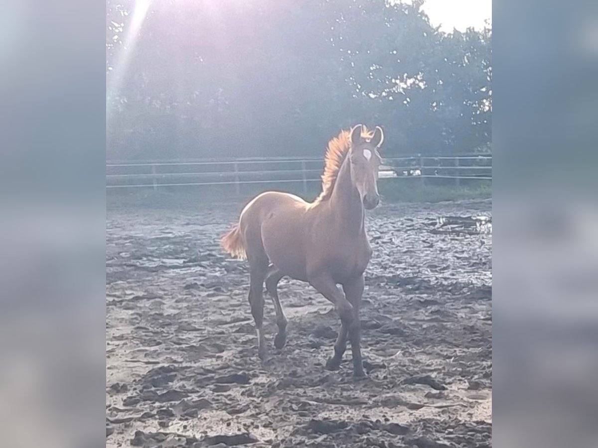 Oldenburg Stallion 1 year 16,3 hh Chestnut-Red in Neupotz