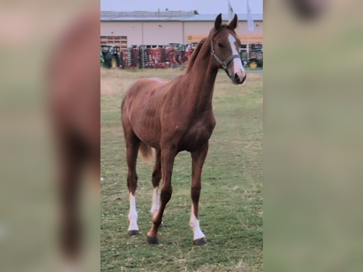 Oldenburg Stallion 1 year 16,3 hh Chestnut-Red in Weida