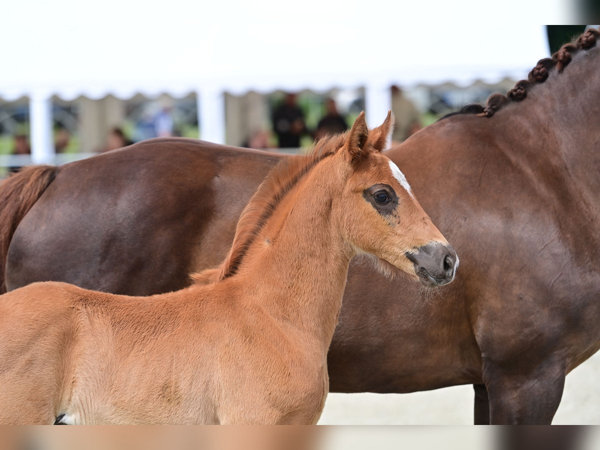 Oldenburg Stallion 1 year 16 hh Chestnut in Neuenkirchen