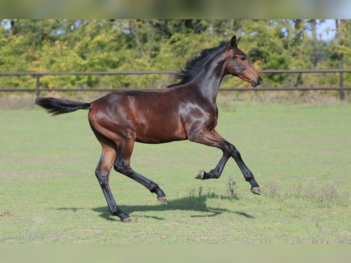 Oldenburg Stallion 1 year 17 hh Brown in Brytivka