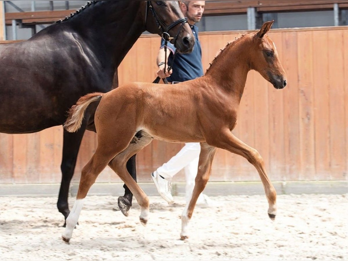 Oldenburg Stallion 1 year 17 hh Chestnut in Glewitz