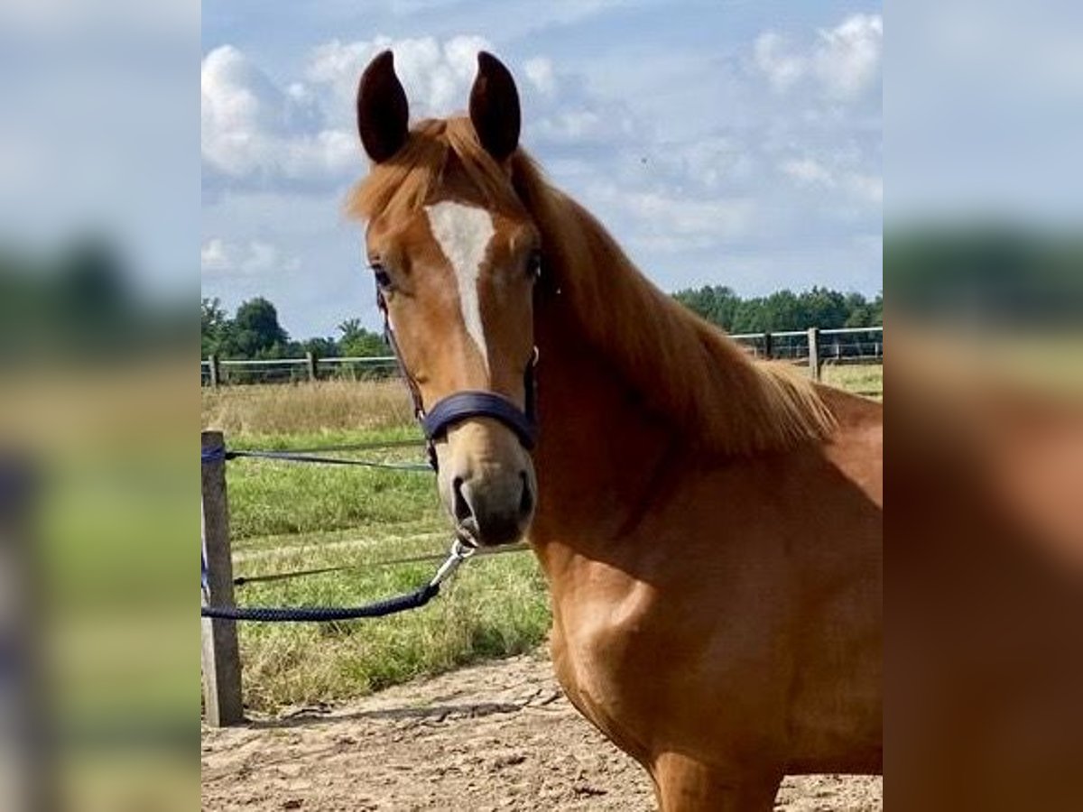 Oldenburg Stallion 1 year 17 hh Chestnut-Red in Steinfeld (Oldenburg)