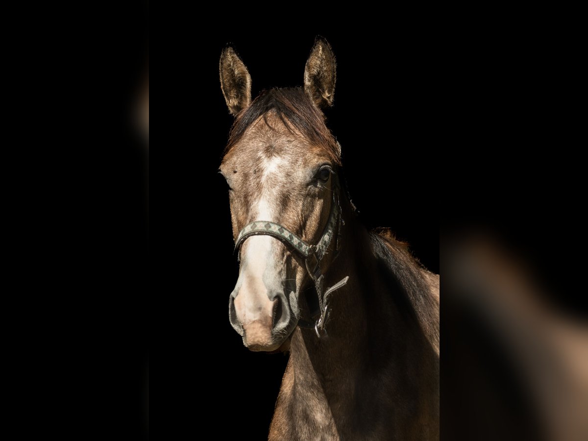Oldenburg Stallion 1 year 17 hh Grey in Sadek