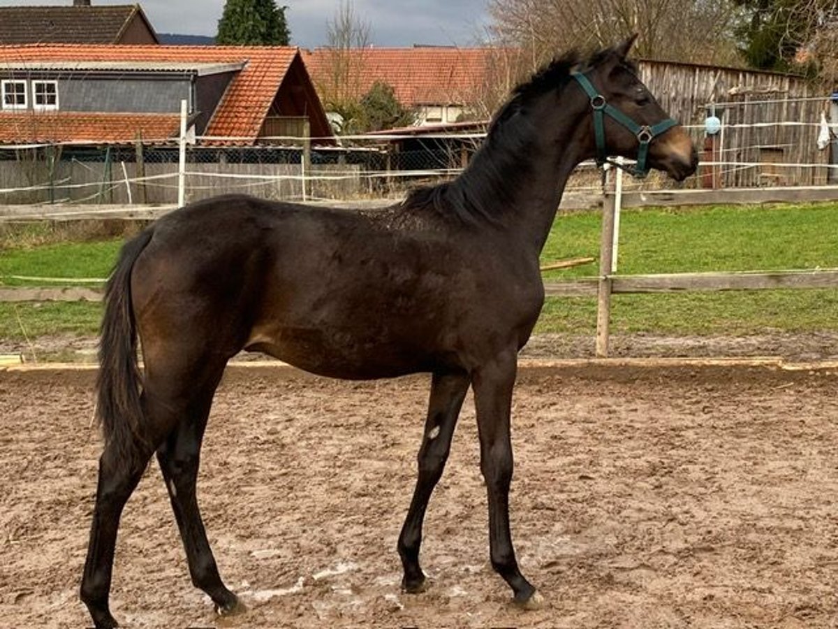 Oldenburg Stallion 1 year Bay-Dark in Dassel