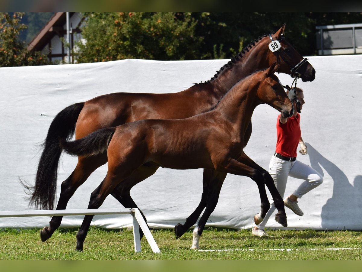 Oldenburg Stallion 1 year Bay-Dark in Schwadernau