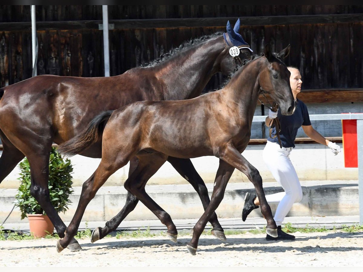 Oldenburg Stallion 1 year Black in Alsbach-Hähnlein