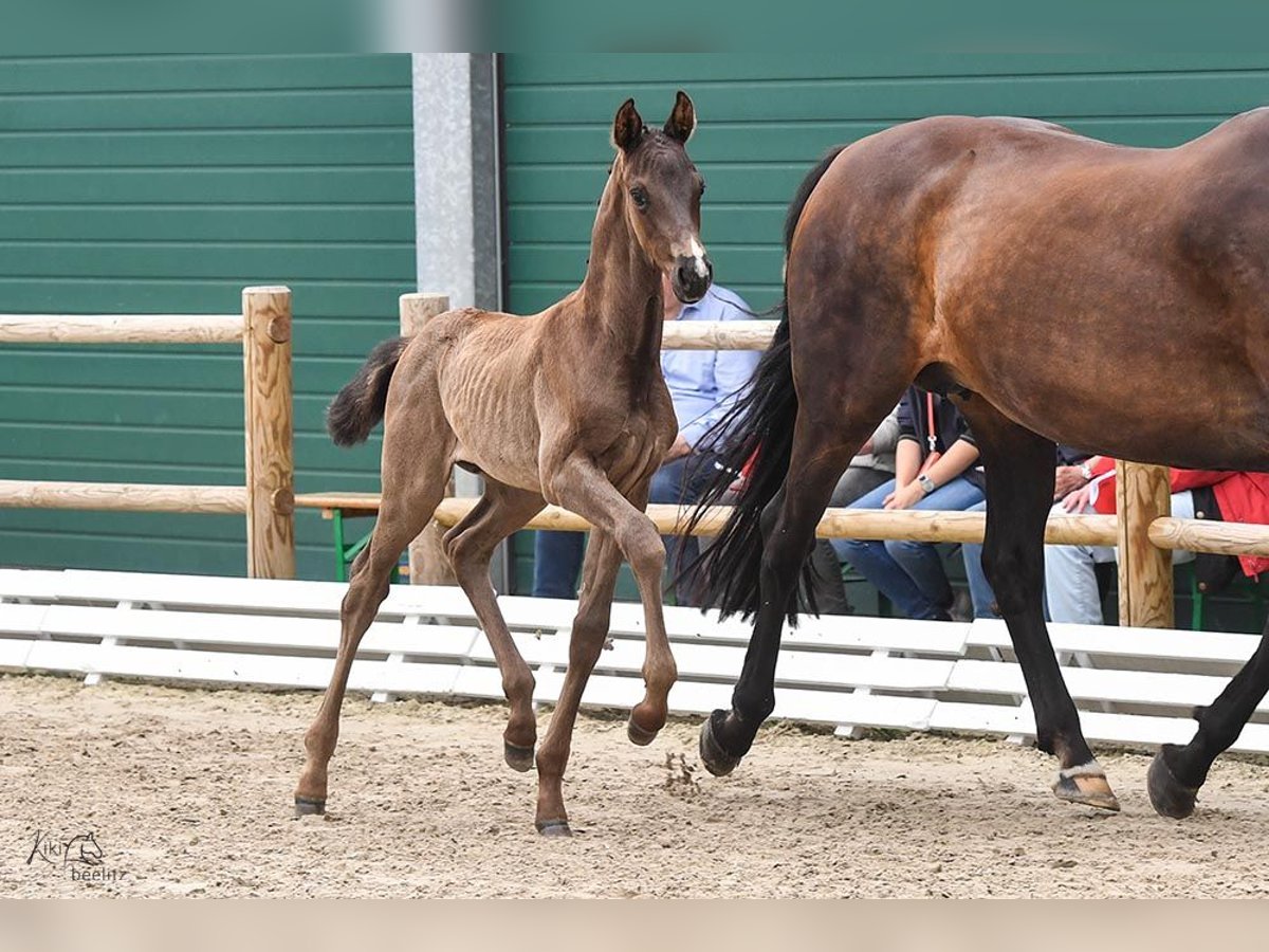 Oldenburg Stallion 1 year Black in Bad Zwischenahn