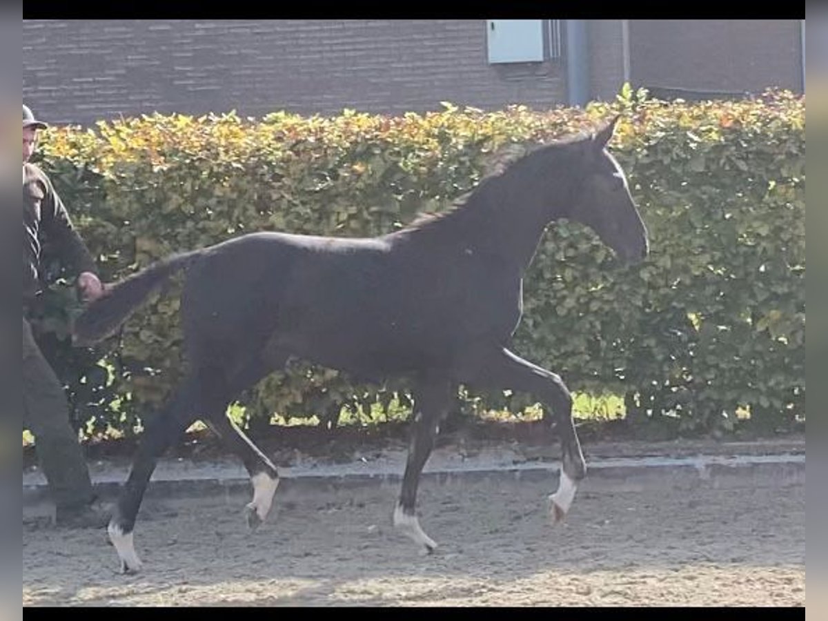 Oldenburg Stallion 1 year Black in selfkant