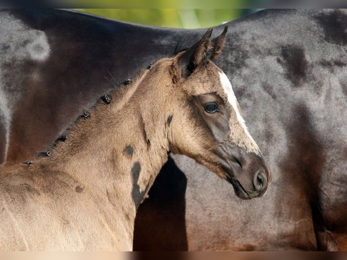 Oldenburg Stallion 1 year Black in Wardenburg