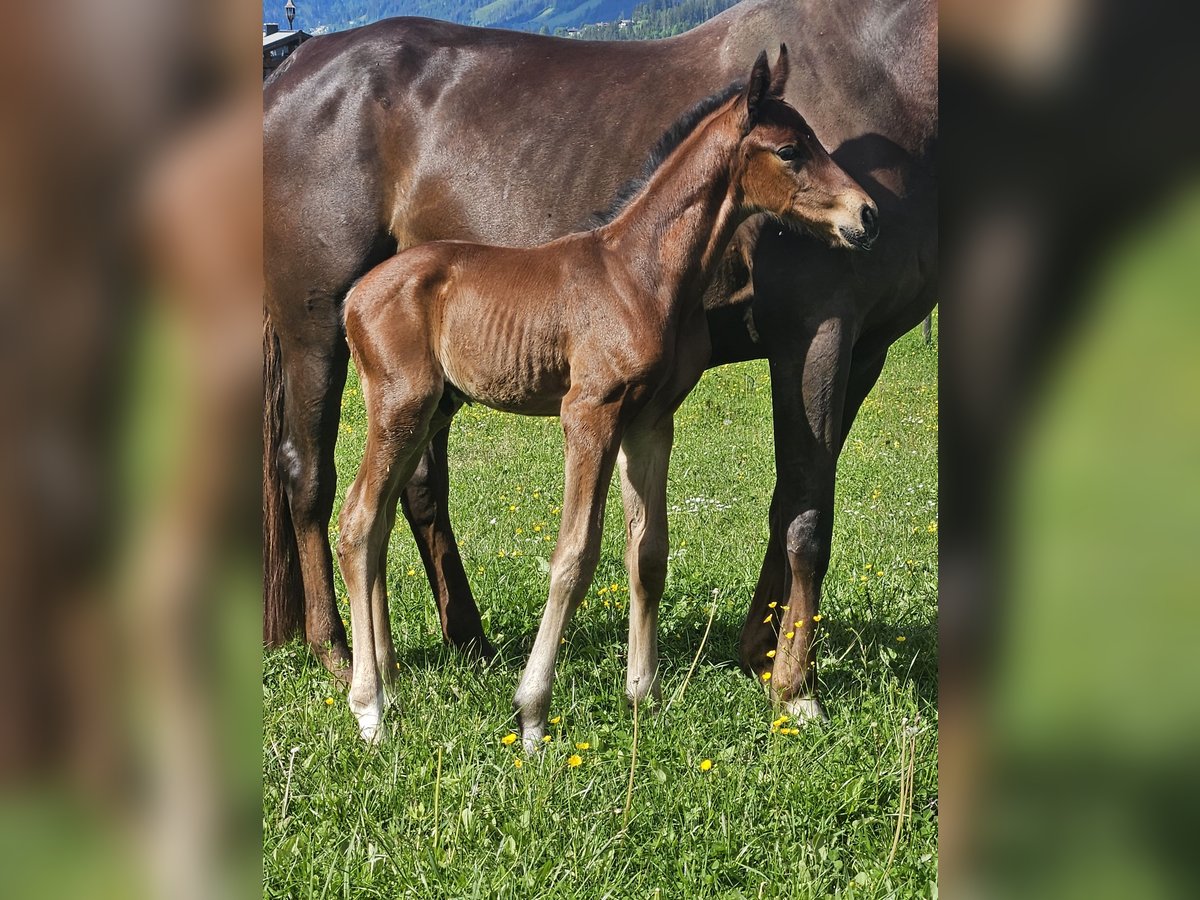 Oldenburg Stallion 1 year Brown in Flachau