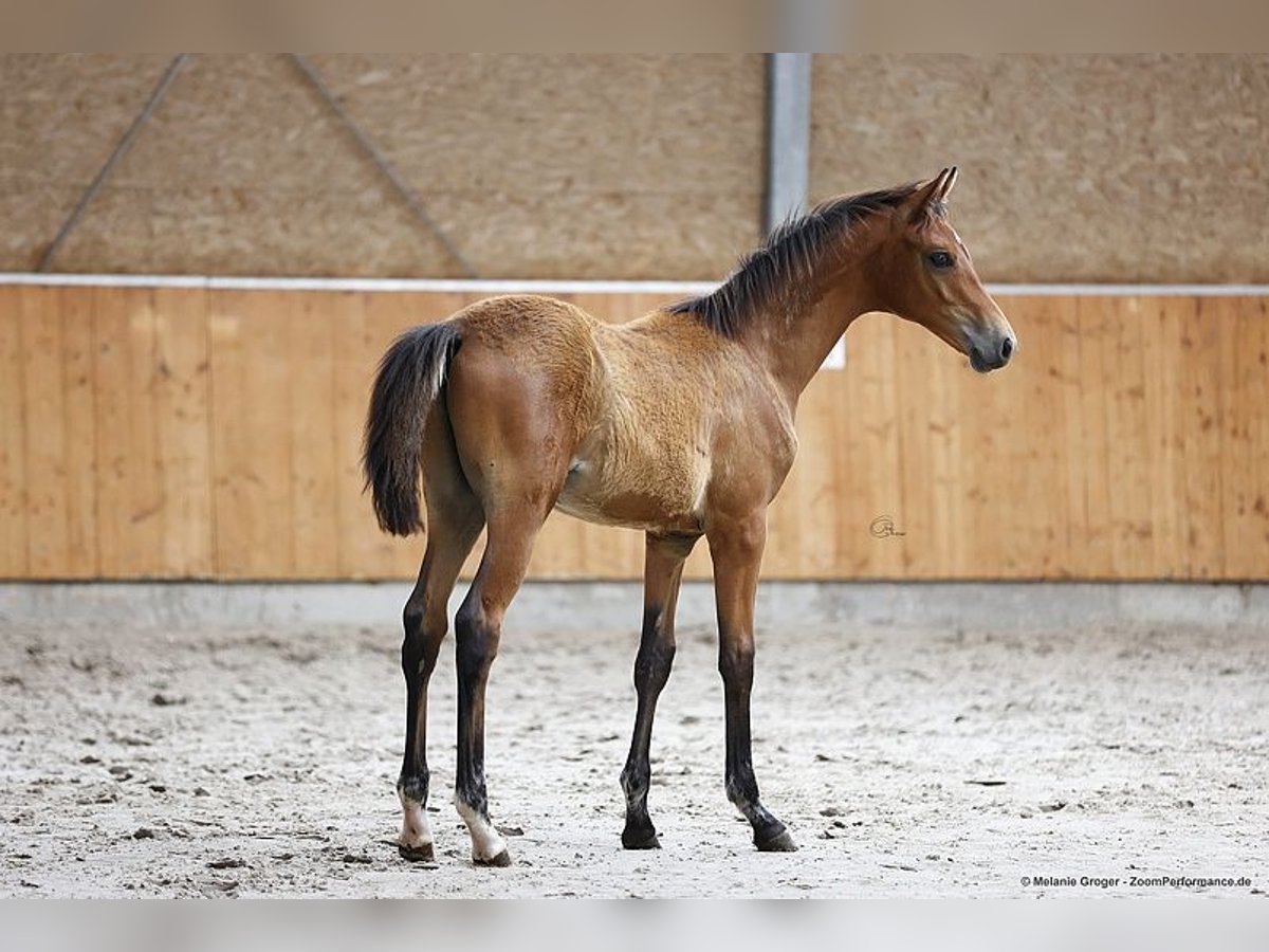 Oldenburg Stallion 1 year Brown in Bad Oldesloe