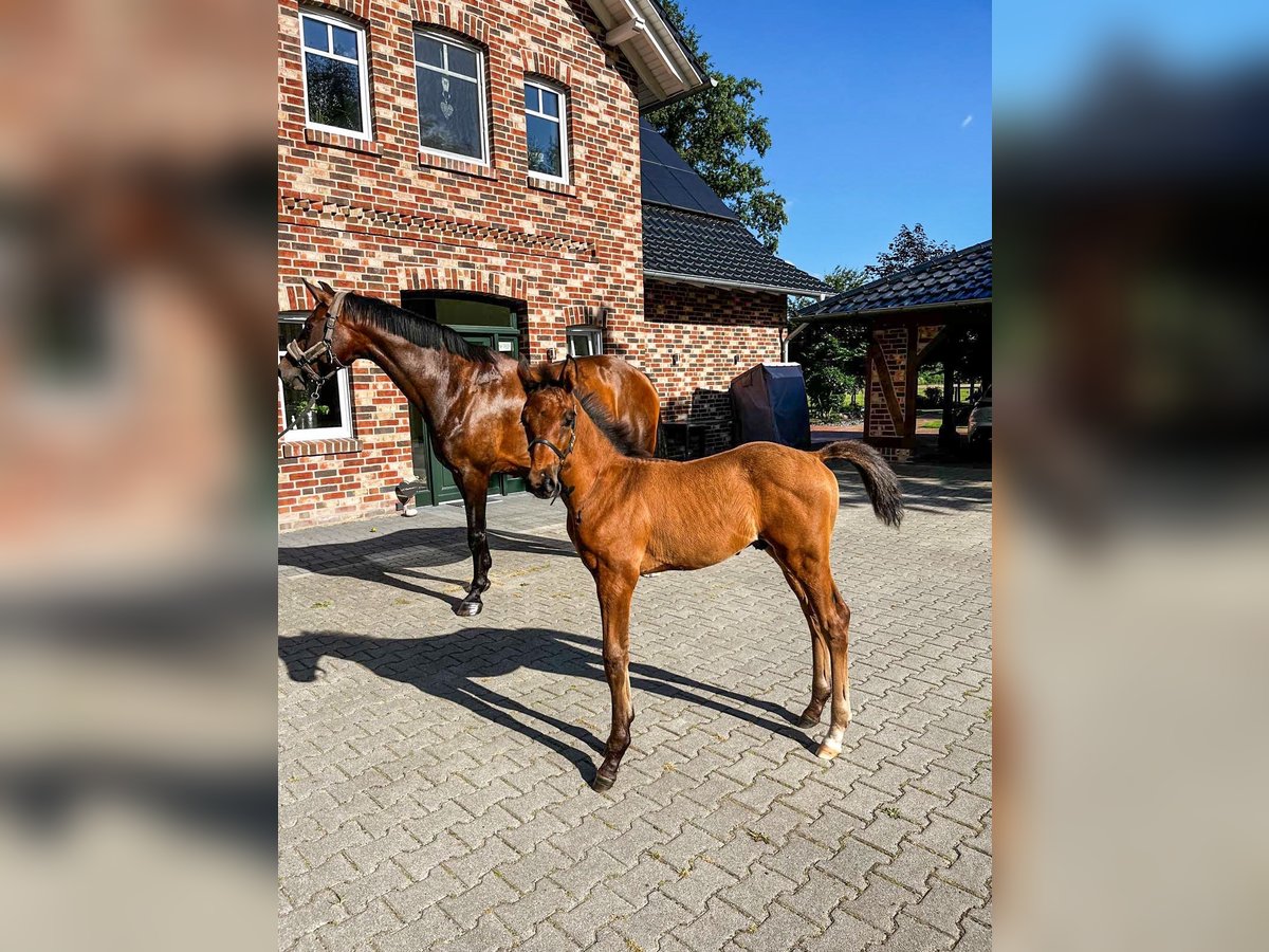 Oldenburg Stallion 1 year Brown in Garthe