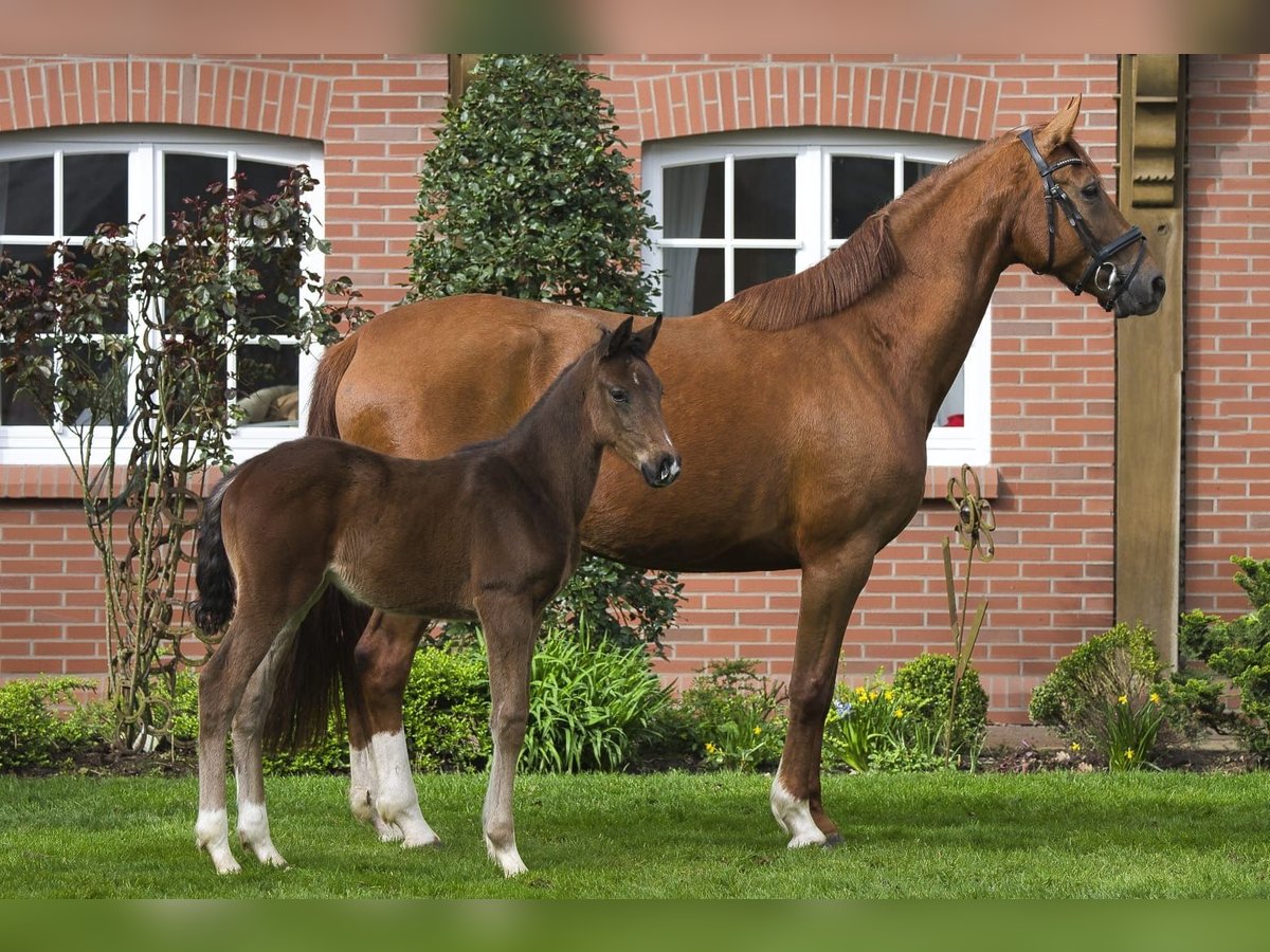 Oldenburg Stallion 1 year Brown in Löningen