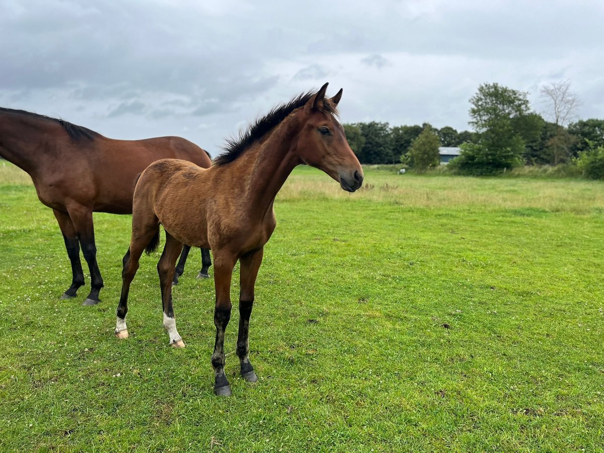 Oldenburg Stallion 1 year Brown in Oeversee