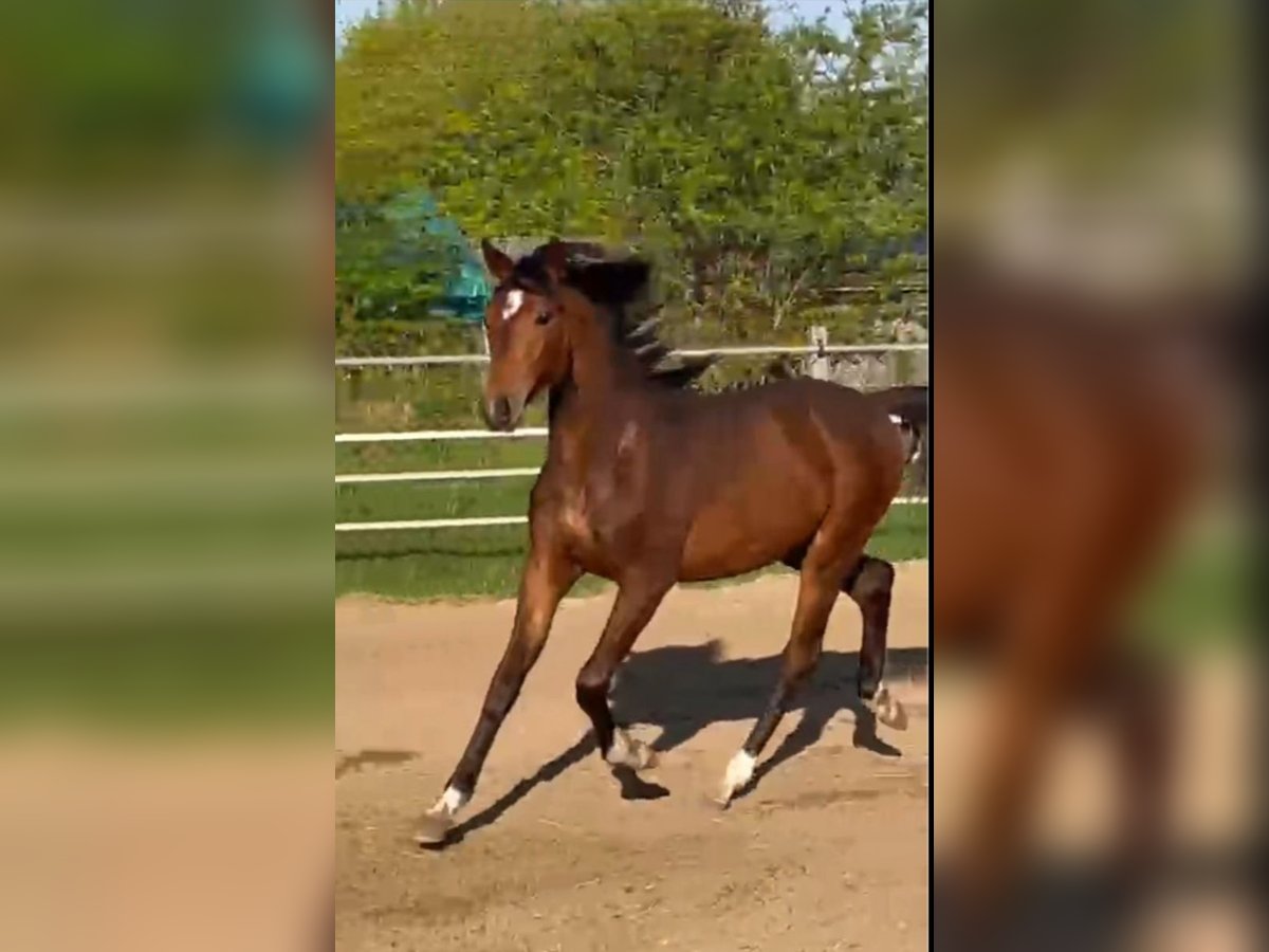 Oldenburg Stallion 1 year Brown in Oeversee