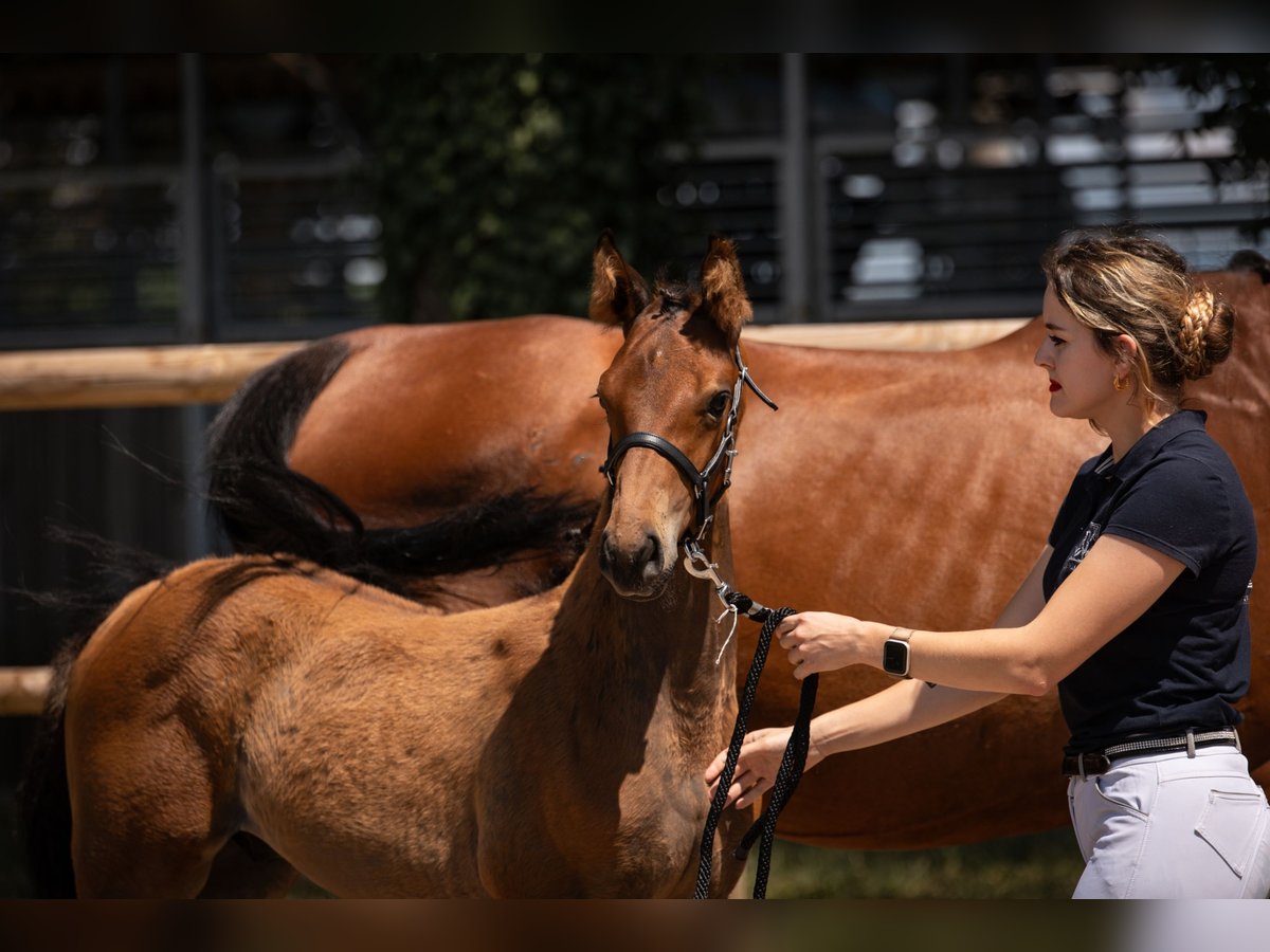 Oldenburg Stallion 1 year Brown in Steinbrunn le bas