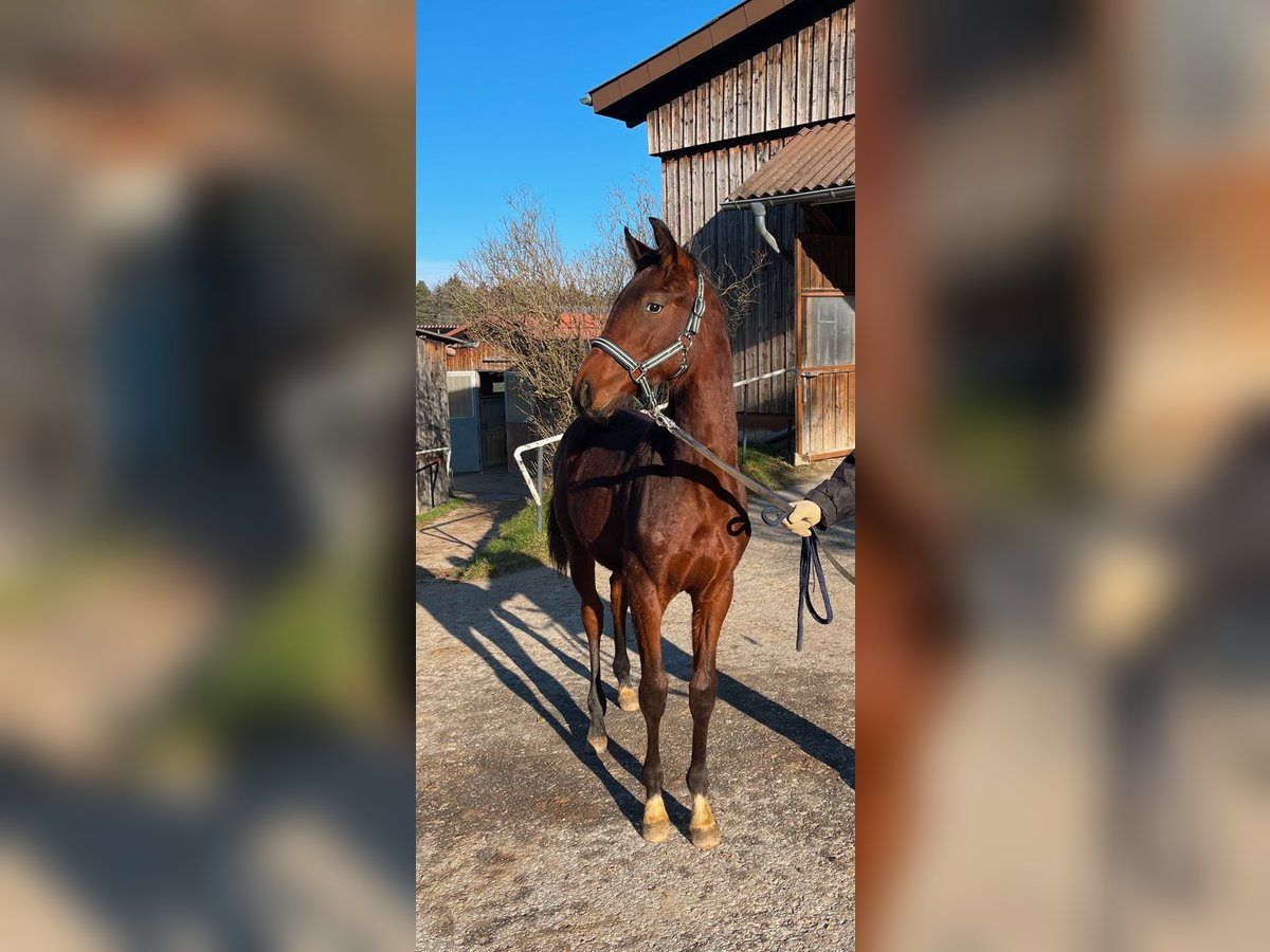 Oldenburg Stallion 1 year Brown in Überlingen