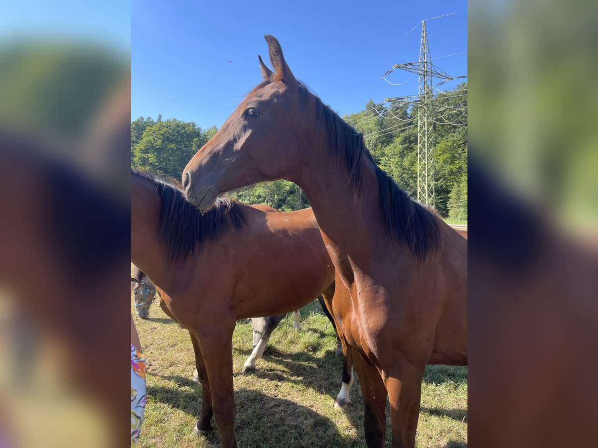 Oldenburg Stallion 1 year Brown in &#xDC;berlingen