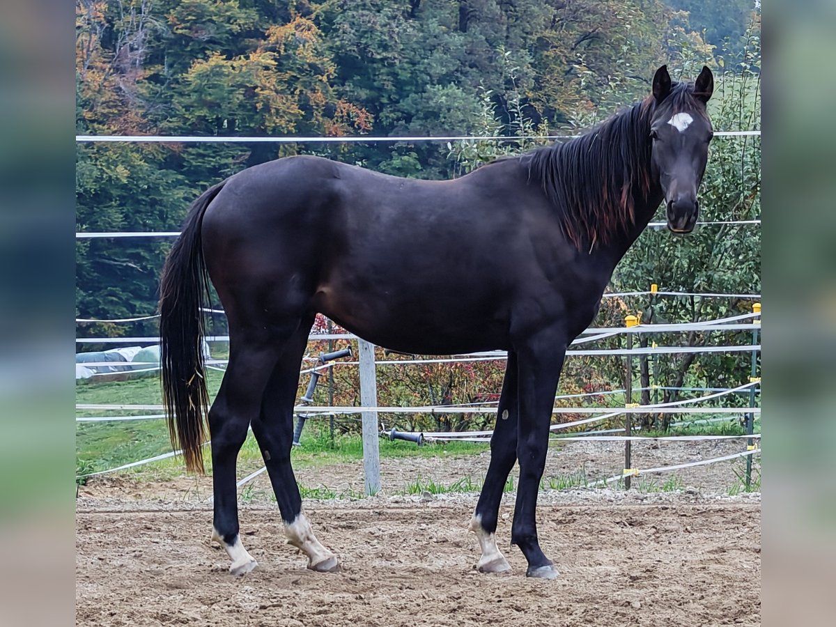 Oldenburg Stallion 1 year Brown in Sankt Wolfgang