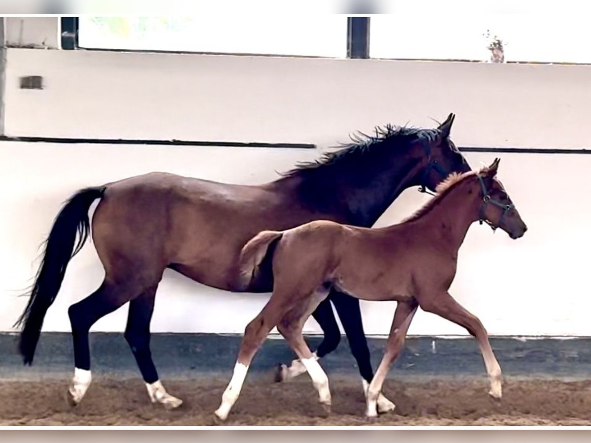 Oldenburg Stallion 1 year Chestnut in Adelebsen