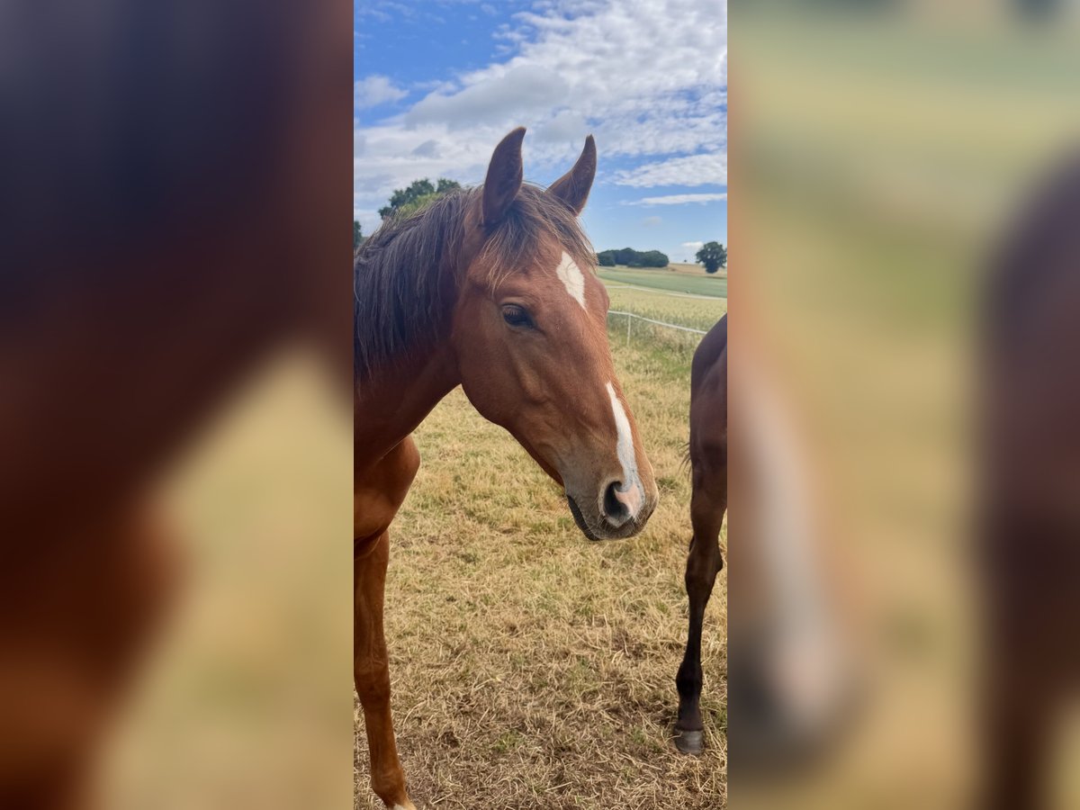Oldenburg Stallion 1 year Chestnut in Adelebsen