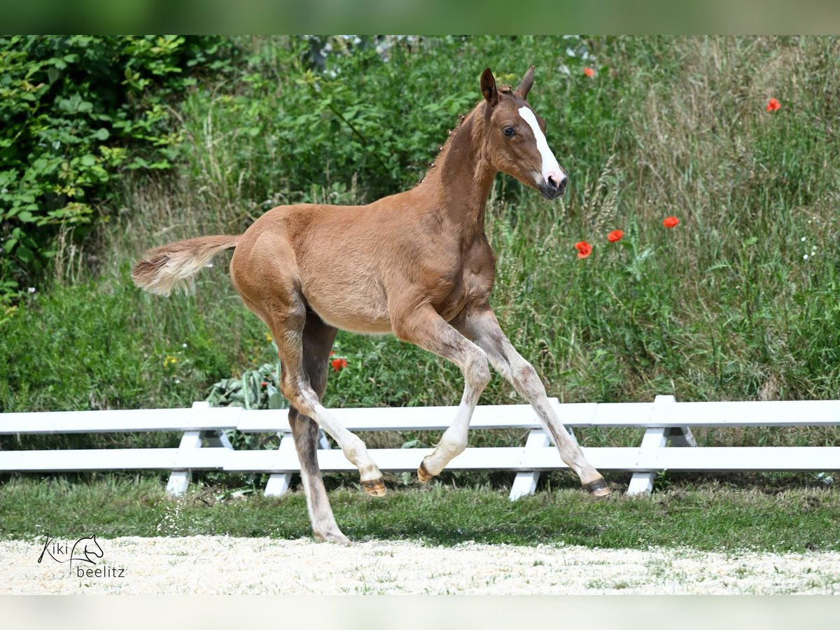 Oldenburg Stallion 1 year Chestnut in Bismark