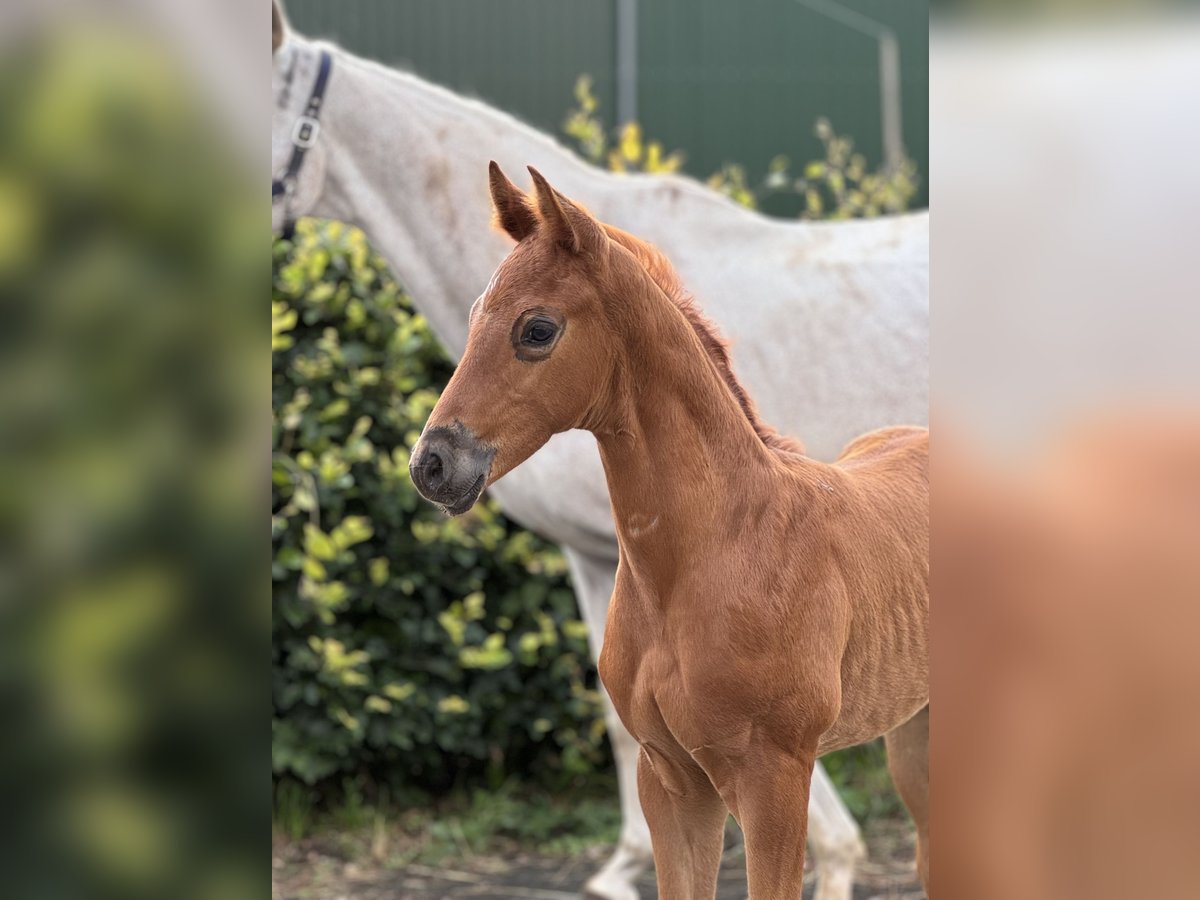 Oldenburg Stallion 1 year Chestnut in Gehrde