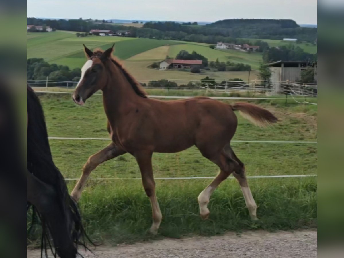 Oldenburg Stallion 1 year Chestnut in Sankt Wolfgang