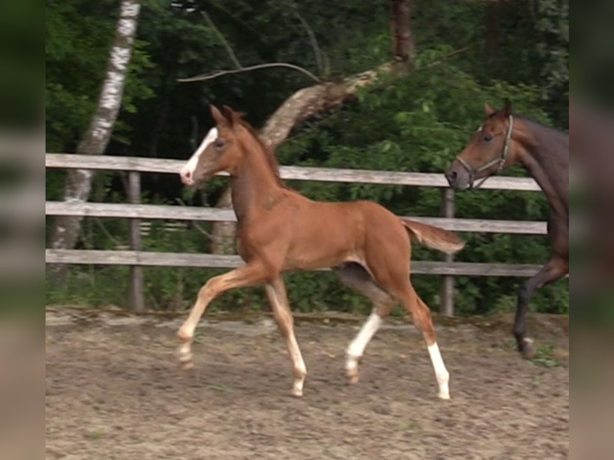 Oldenburg Stallion 1 year Chestnut-Red in Cloppenburg