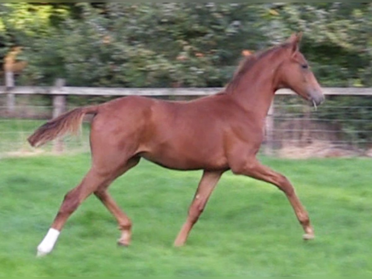 Oldenburg Stallion 1 year Chestnut-Red in Cloppenburg