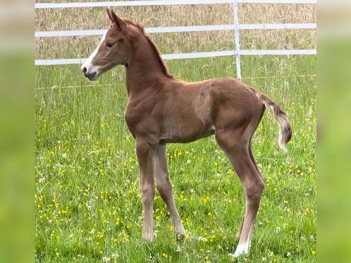 Oldenburg Mix Stallion 1 year Chestnut-Red in Mülheim an der Ruhr