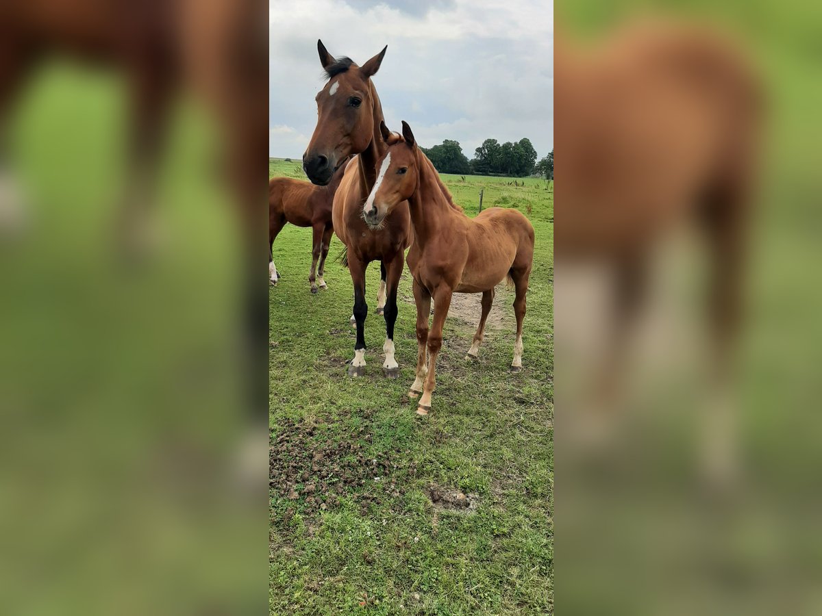 Oldenburg Stallion 1 year Chestnut-Red in Jemgum